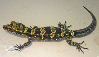 Newly discovered bumblebee gecko with black and yellow stripes