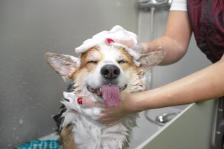 A Corgi grins as it gets a bath with the best dog shampoo. 
