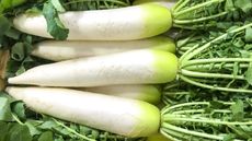 Long roots of white daikon radishes laid out in a box