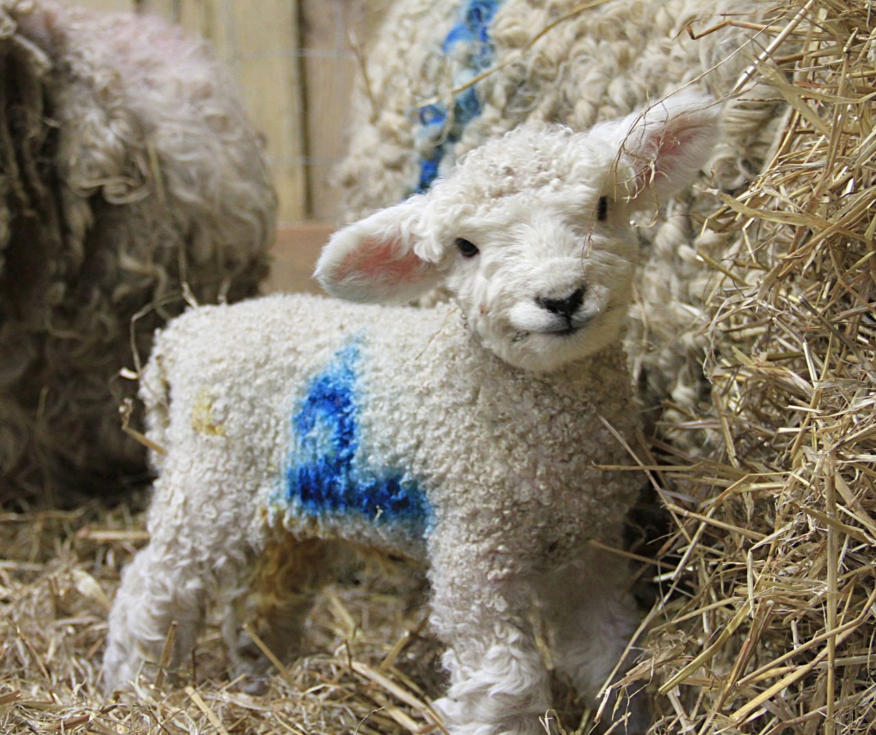 In May, The Lost Gardens of Heligan, Cornwall were in bloom and celebrating the arrival of 35 rare-breed lambs, mostly Devon &amp;amp; Cornwall Longwool lambs. Marvin, pictured here, became our 2019 Instagram star.