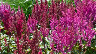 Pink and purple astilbe flowers