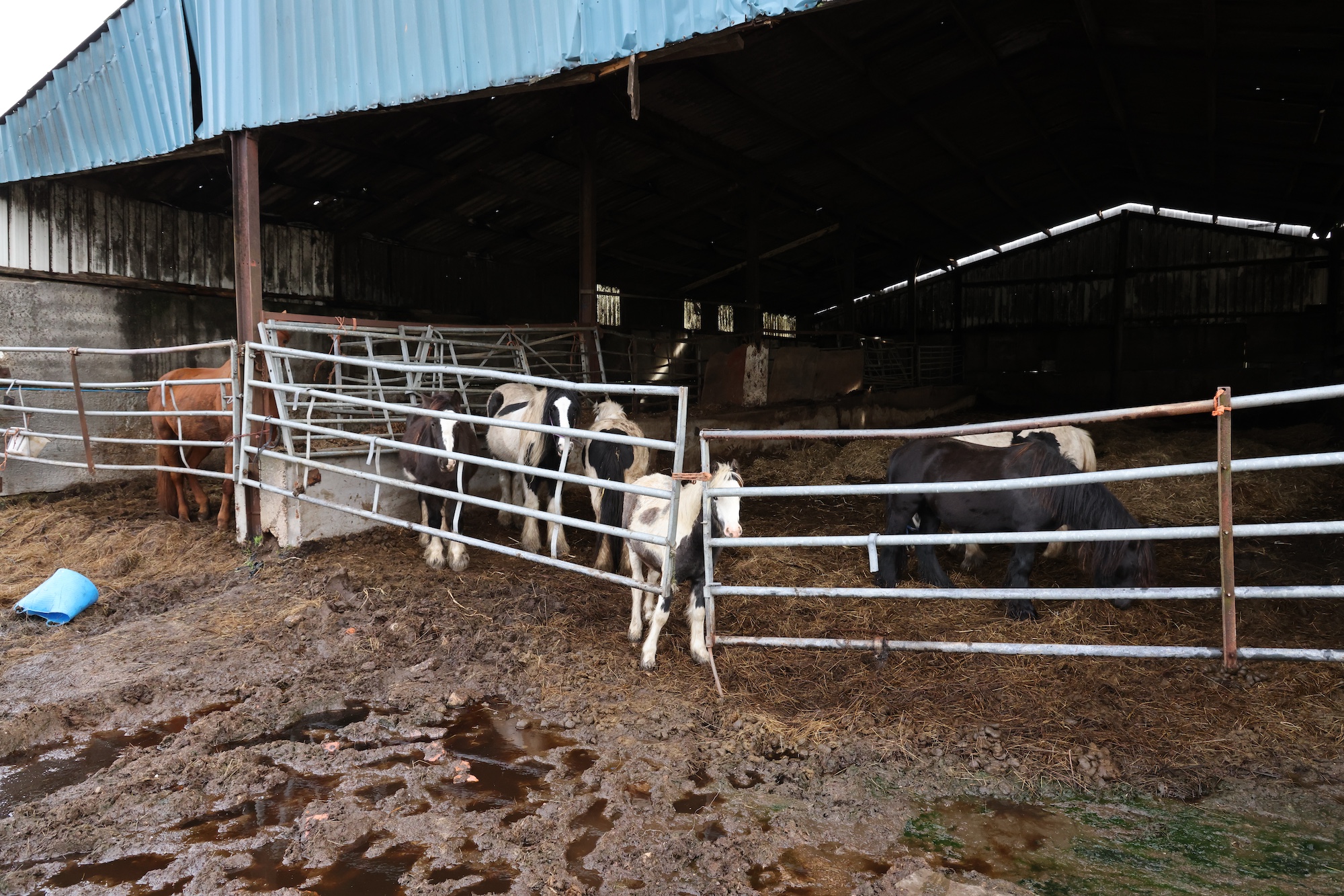cattle