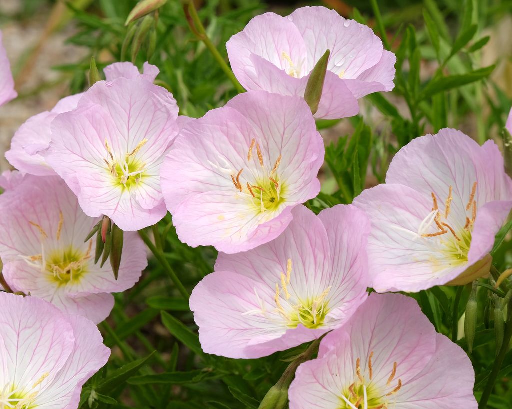 11 Invasive Plants You Should Never Buy At The Garden Center ...