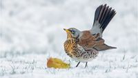 Fieldfare - overall winner of SINWP Bird Photographer of the Year 2023