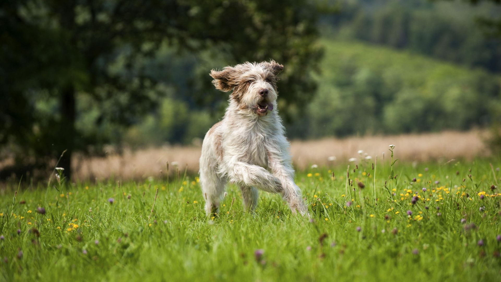 Spinone Italiano running