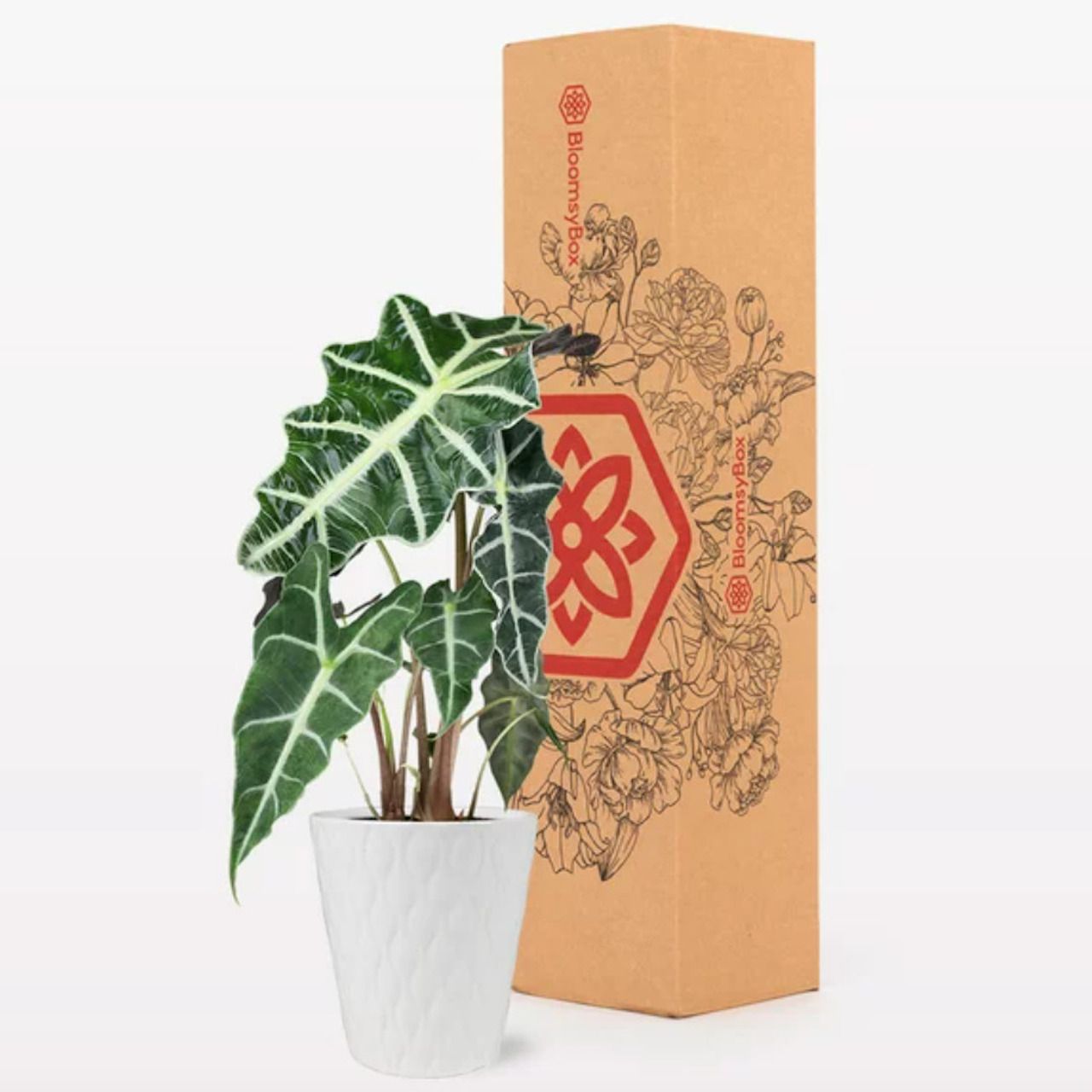 Pabrik BloomsyBox Exotic Alocasia