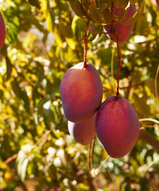 Three ripe mangoes on a mango tree