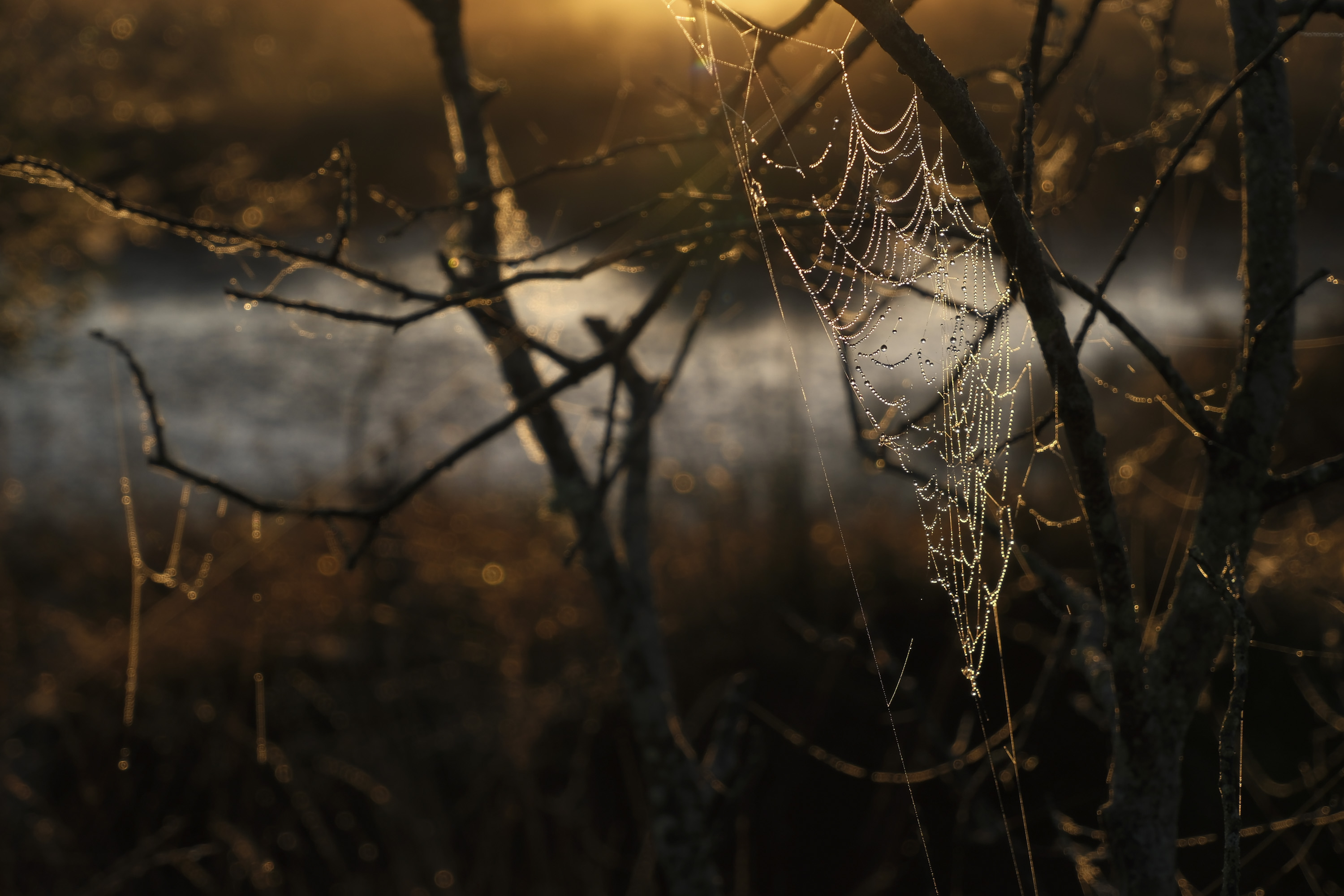 Backlit cobweb in a tree during sunrise, taken with the Fujifilm X-M5