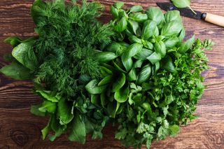 A bunch of herbs on a table - basil, dill, coriander