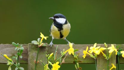 Winter jasmine with yellow blooms, with a song bird sitting atop a garden fence