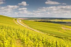 Vineyards in the C&ocirc;te des Bar, Champagne
