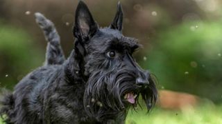 Scottish Terrier