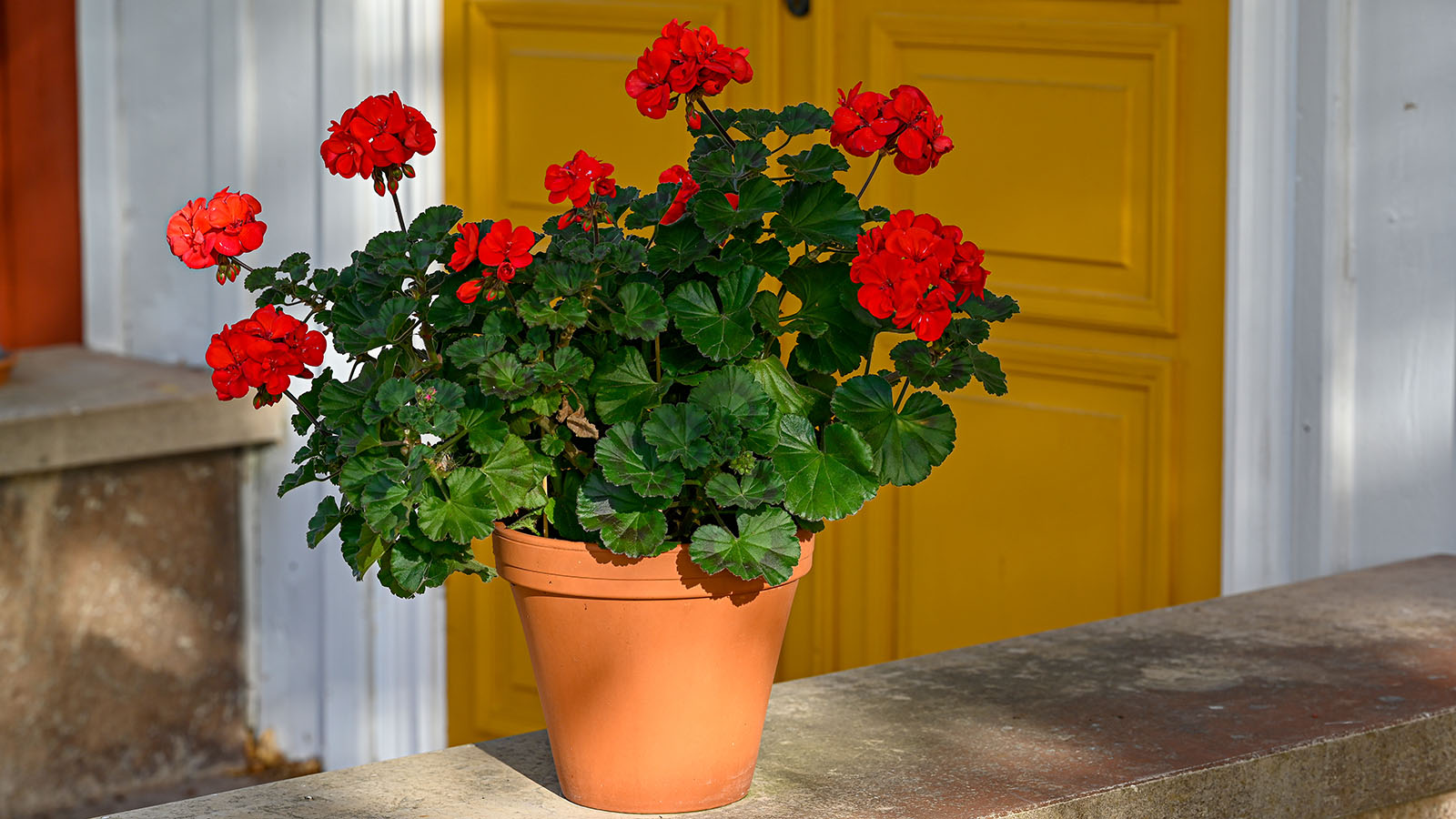 A big red geranium in a pot sat in front of yellow double doors on old Swedish building