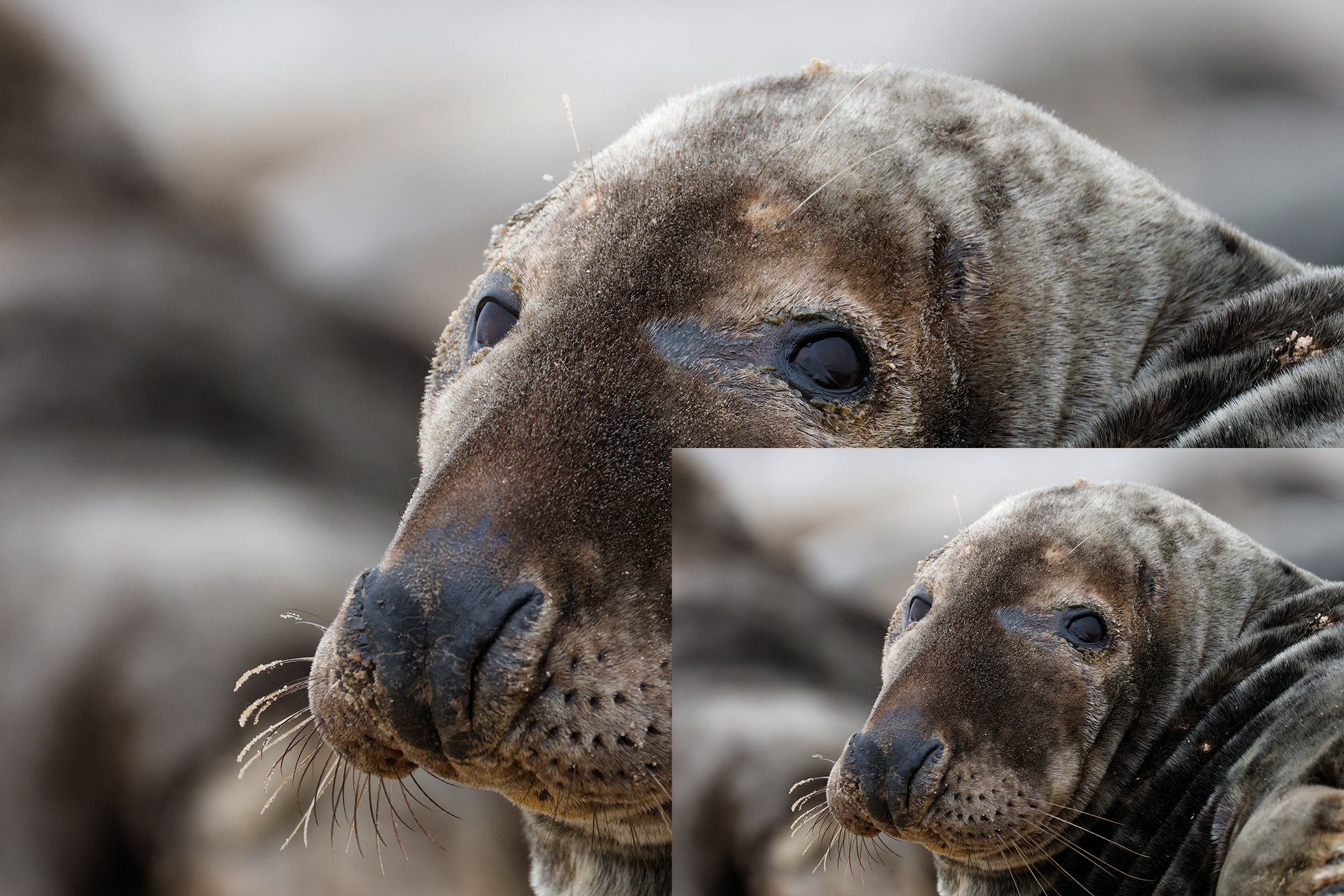 Seal on a beach shot with the Canon EOS R1 and 200-400mm lens showing AI upscaling from original JPEG