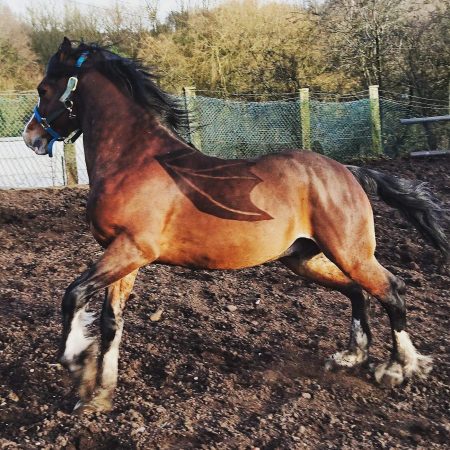 “This is my Welsh gelding Mabon (Corscaron Mabon Mai). He is sticking to his roots as a dragon this year complete with wings” — Chloe Flynn