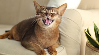 Abyssinian cat meowing on sofa
