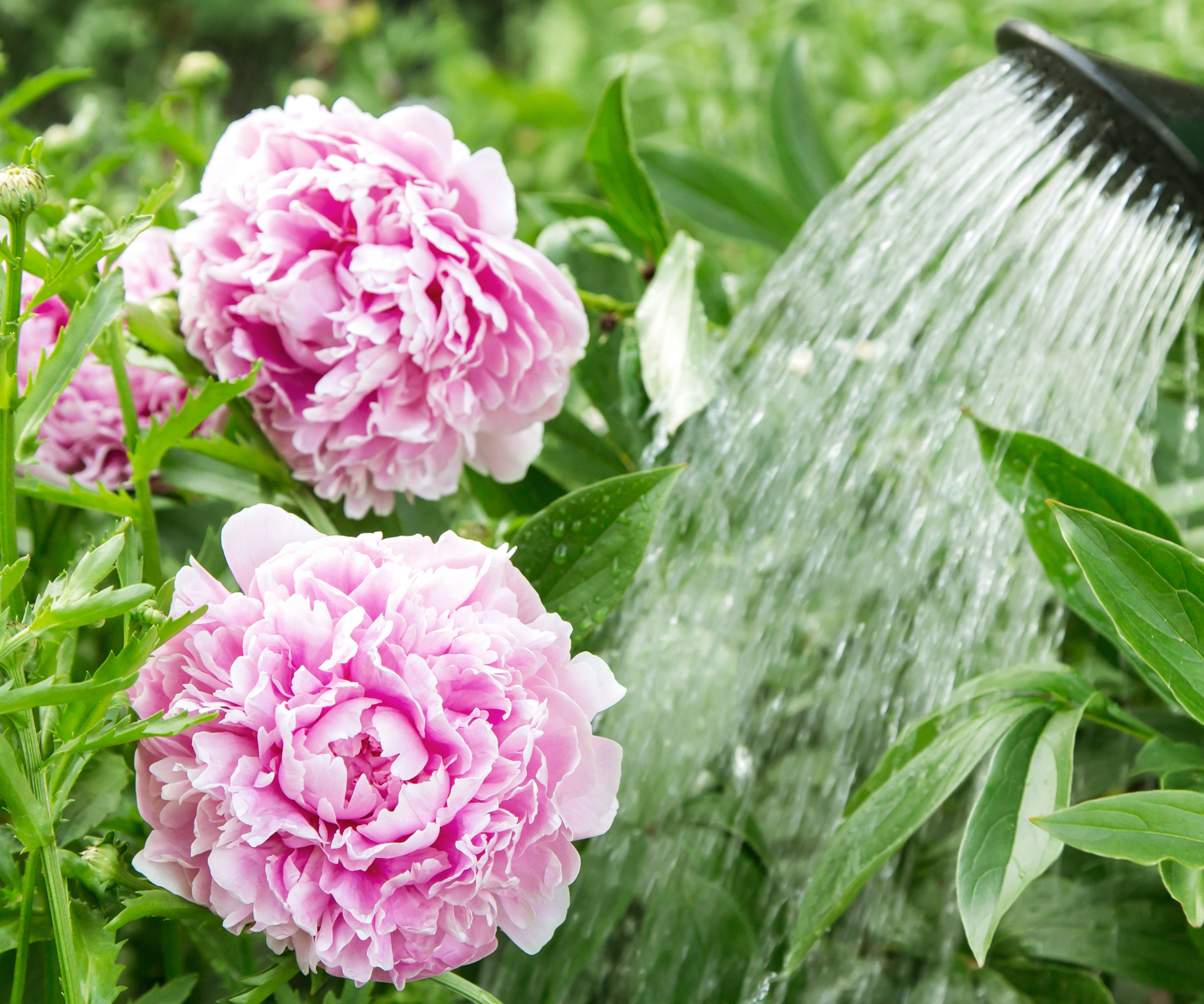 pink peonies being watered
