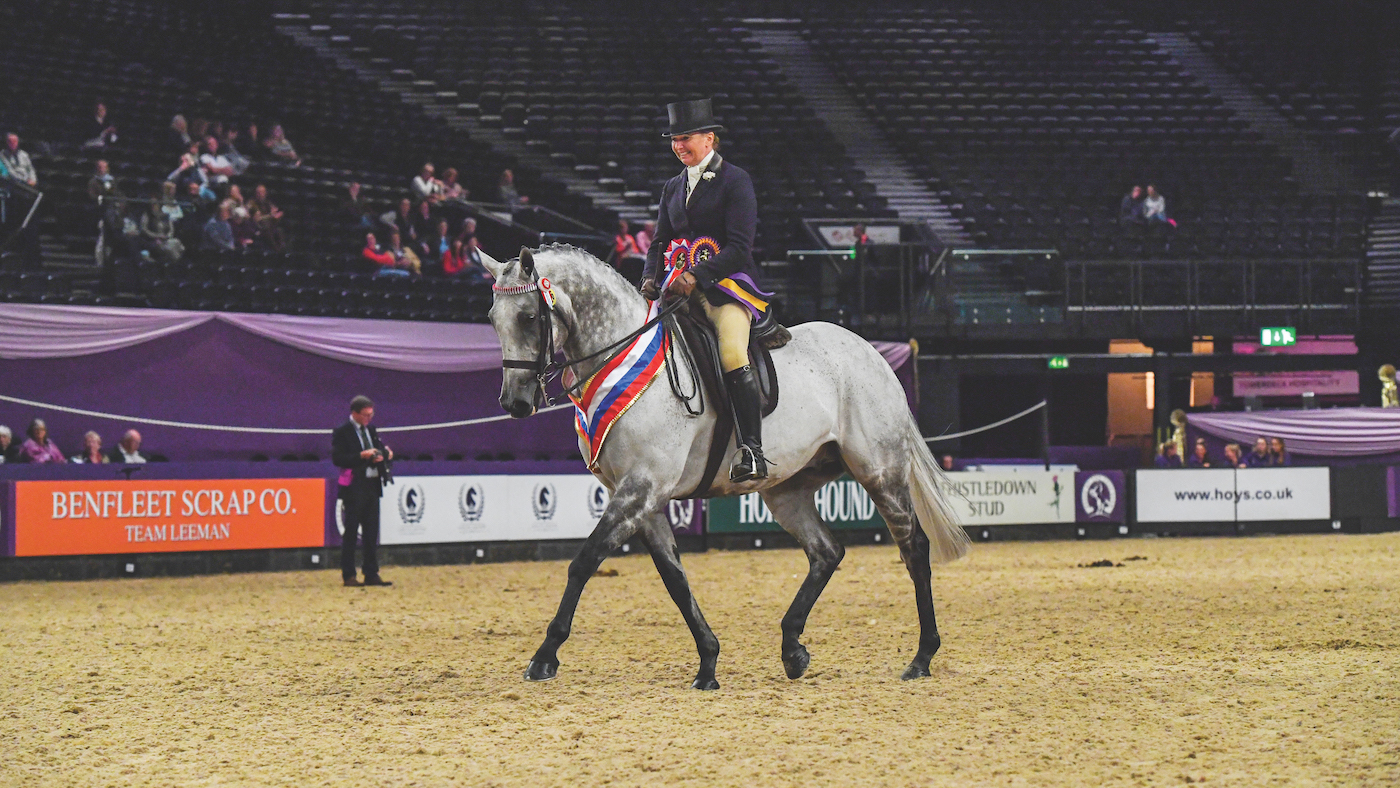 Grandeur, a grey retrained racehorse excelling in the show ring