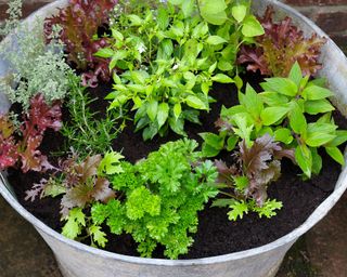 metal bucket planted up with herbs