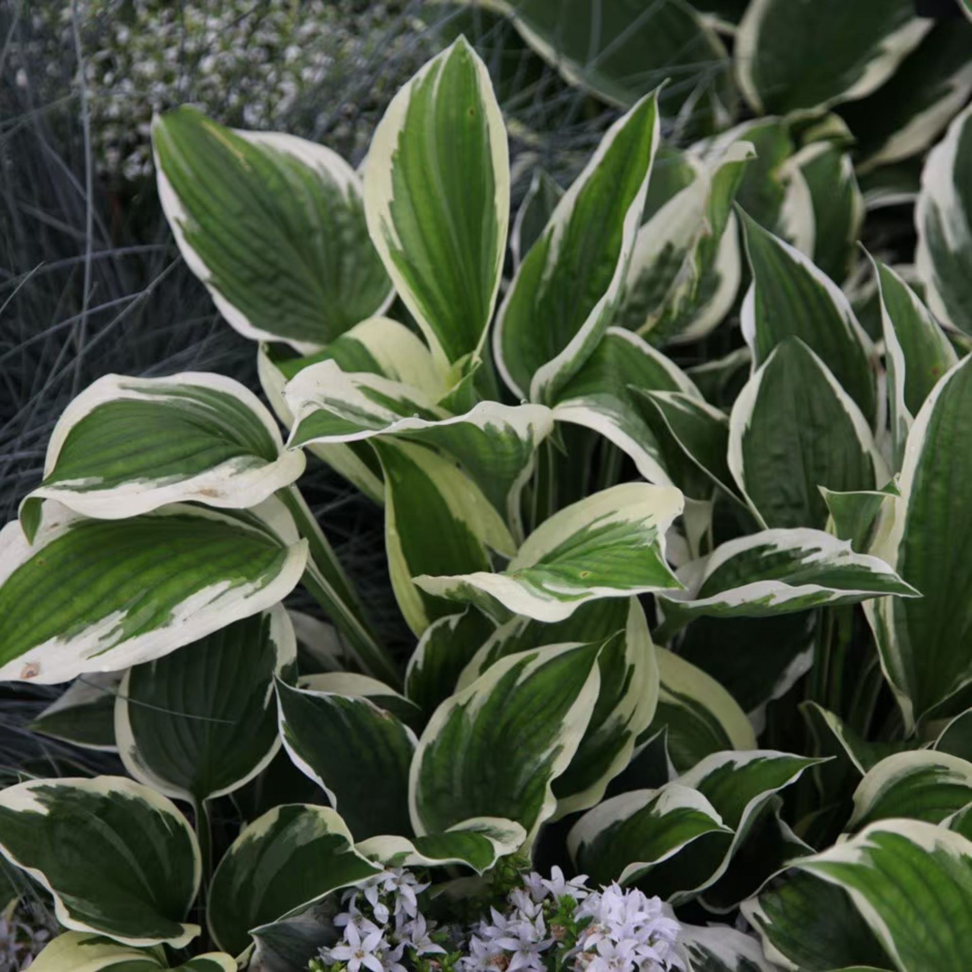 Hosta 'Patriot'