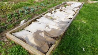 Cardboard laid over garden beds in yard