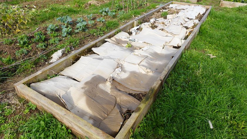 Cardboard laid over garden beds in yard