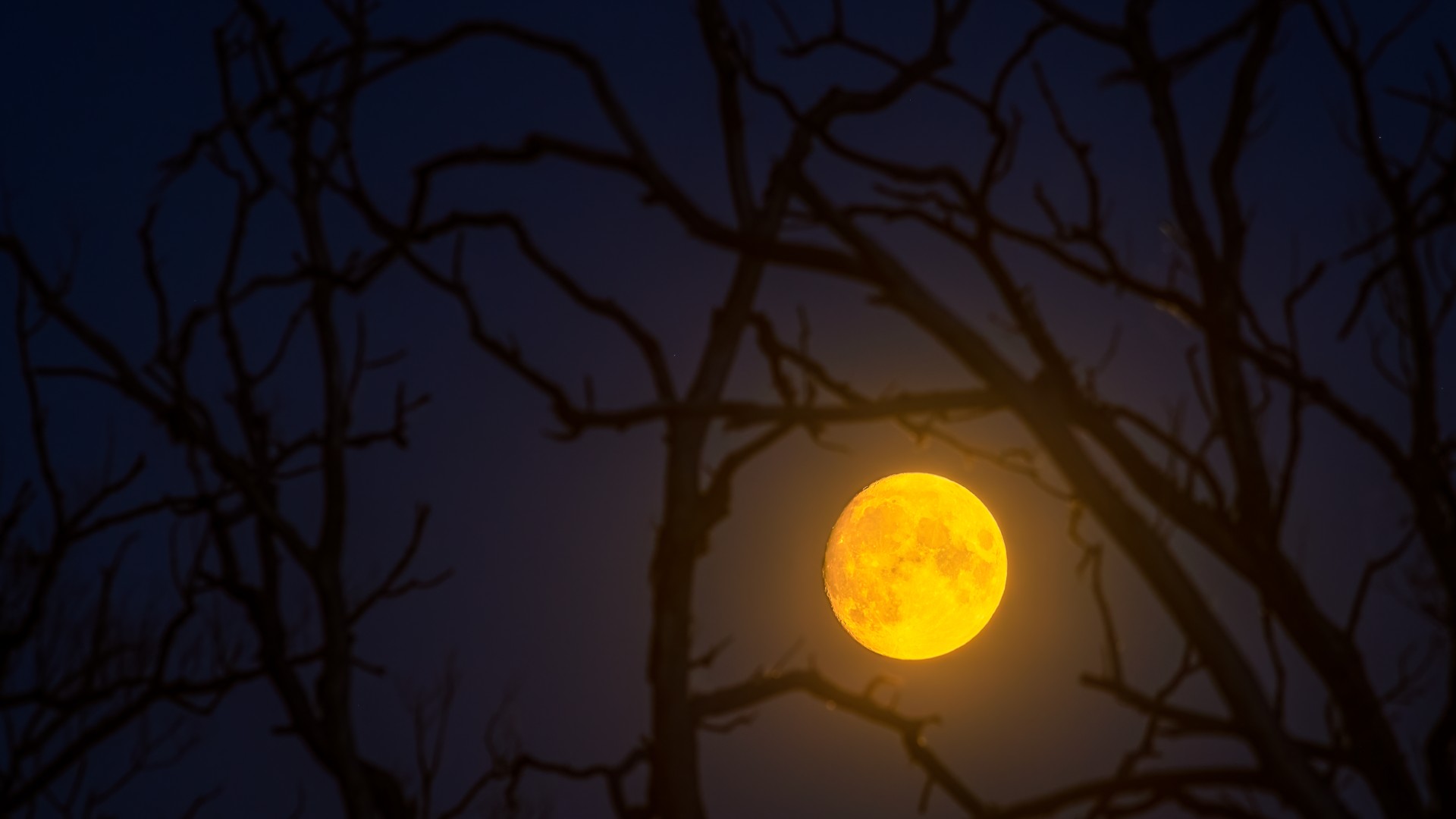 a bright moon glows orange between branches of a tree