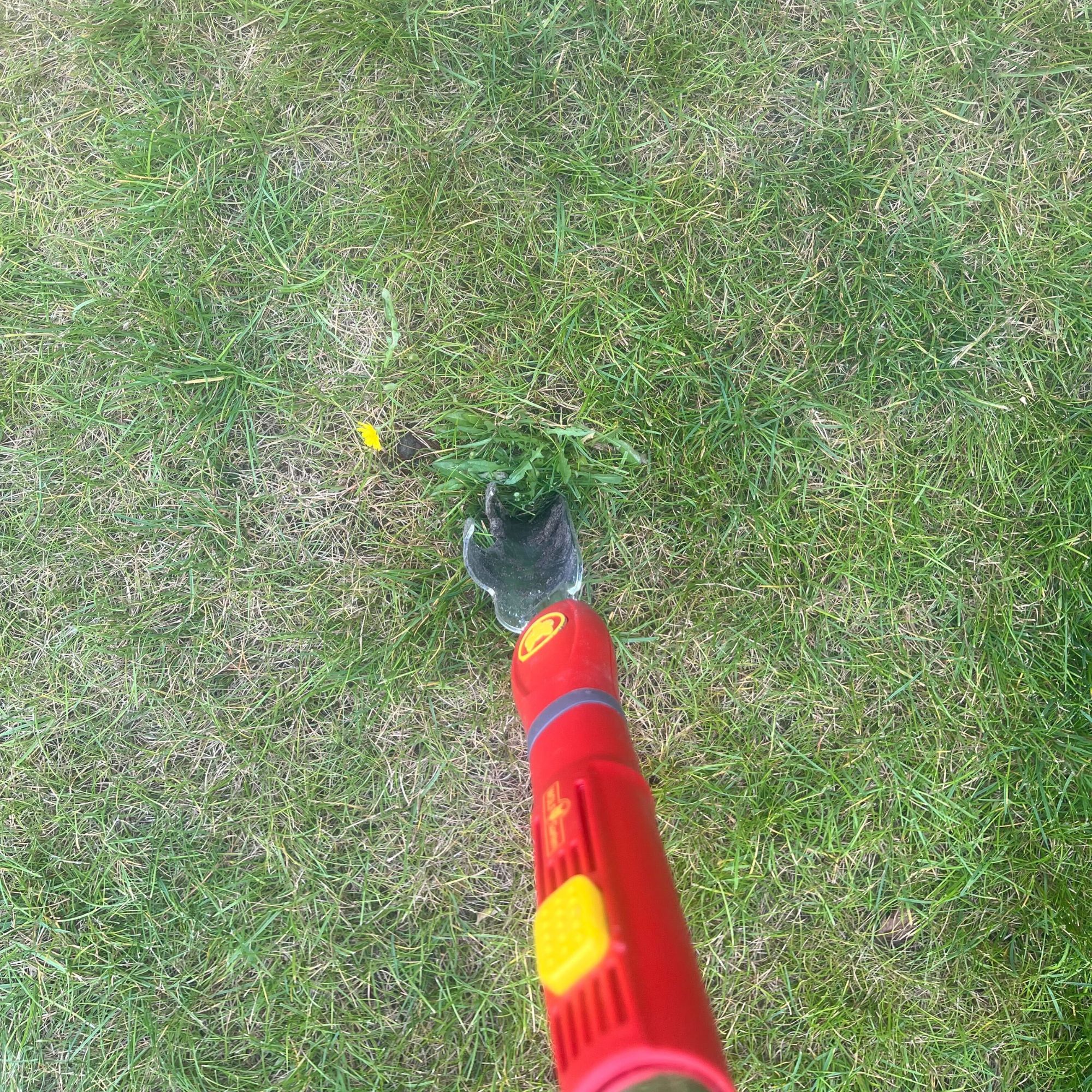 WOLF-Garten multi-change Weed Extractor weeding dandelions in garden lawn