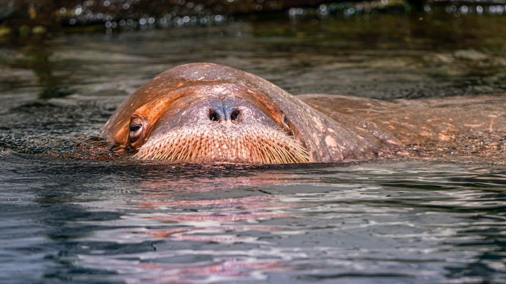 stock image of a walrus poking its snout from the water