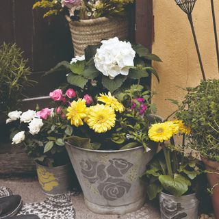 Flowering plants potted in planters made from buckets