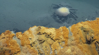 A crab that has fallen into the brine pool lies dead in its waters. Sediment has begun to accumulate on the crab's shell.