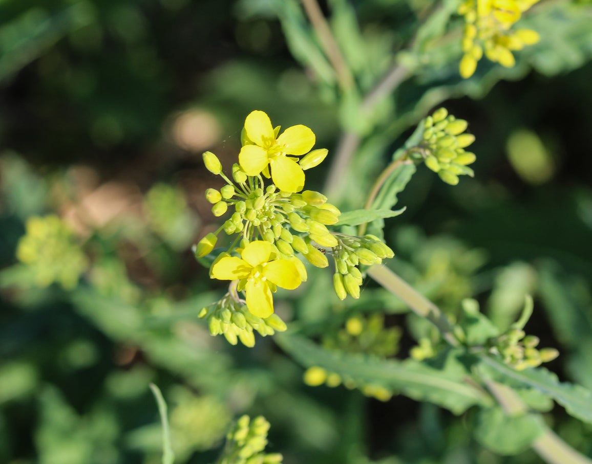 wintercress herb