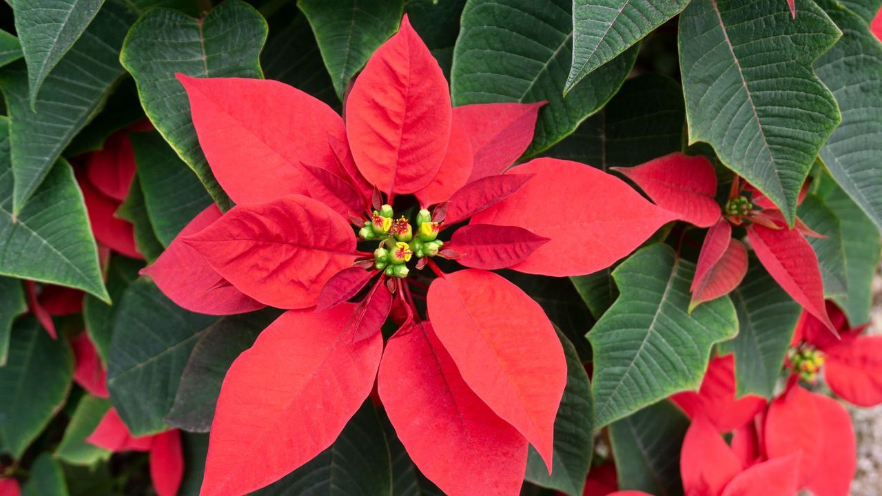 A close-up of a poinsettia