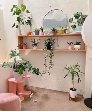 Wooden shelves with plants in colorful pots on a white wall