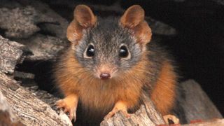 Yellow-footed Antechinus, Antechinus flavipes, in river red gum forest, Victoria, Australia