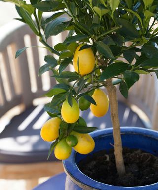 potted lemon tree on deck