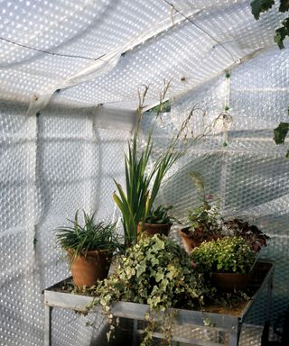 a greenhouse insulated with bubble wrap to protect plants in cold weather