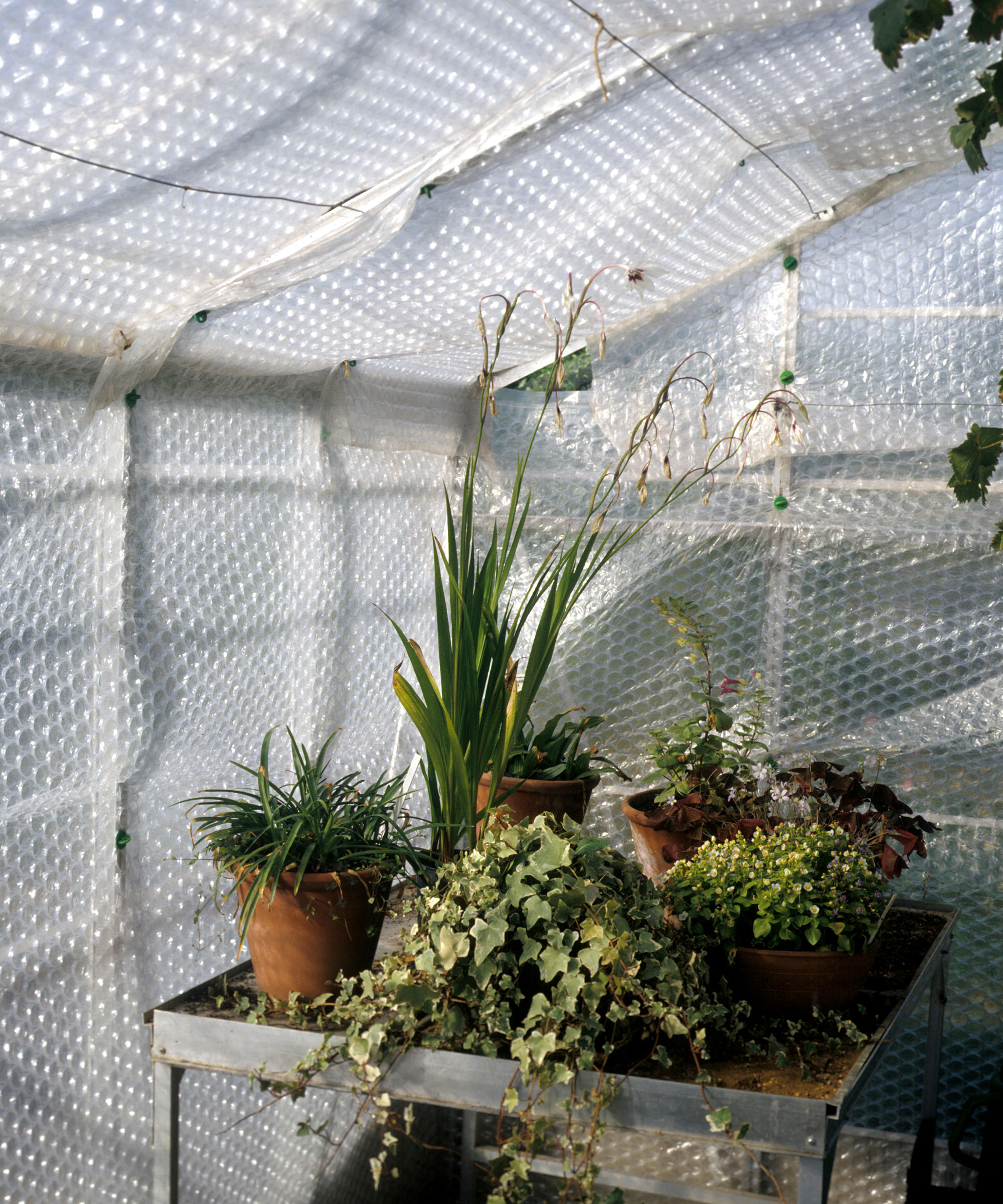 Why Monty Don uses bubble wrap to insulate his plants | Gardeningetc