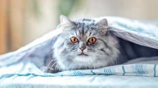 Cat hiding under blanket 