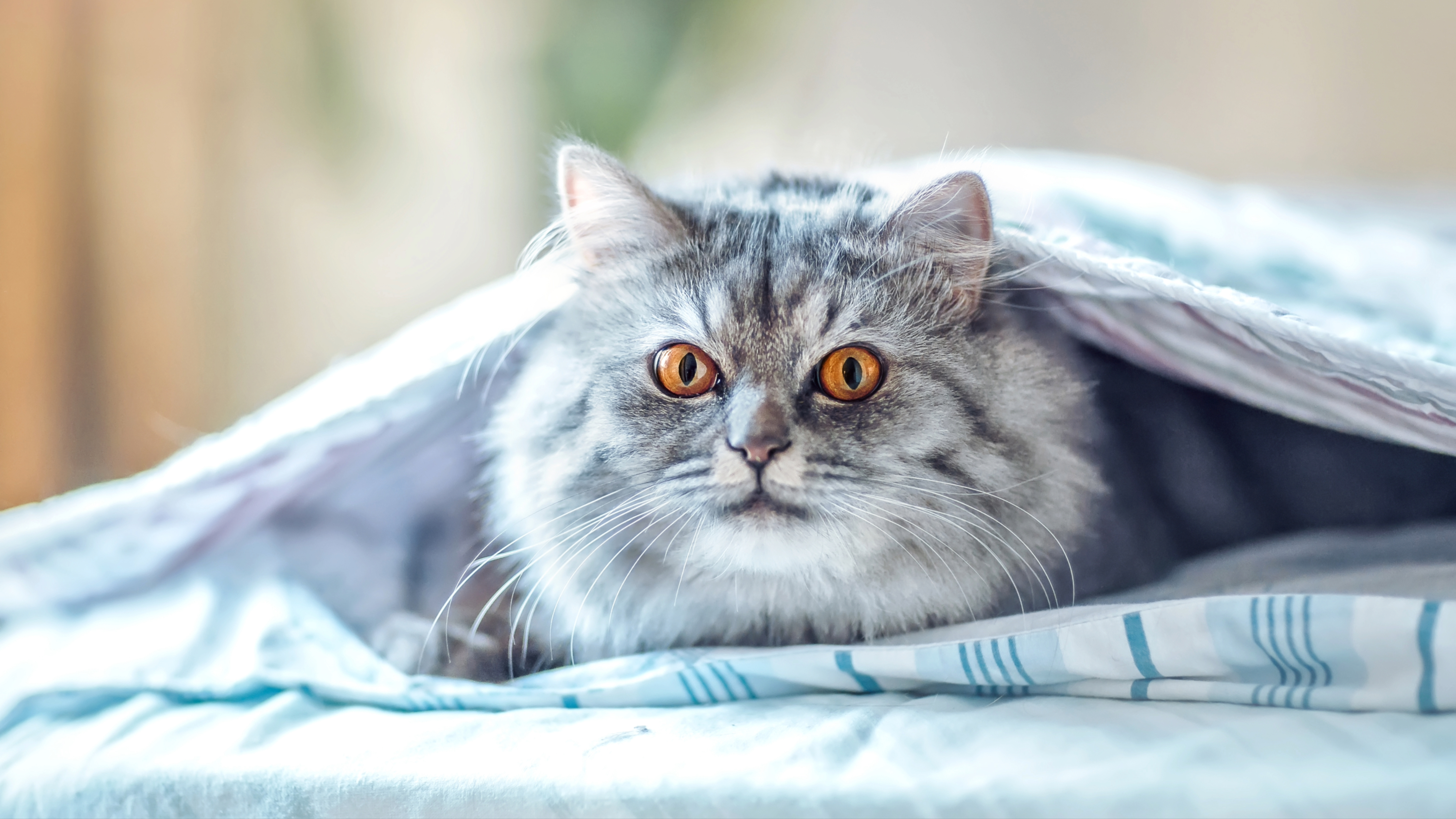 Cat hiding under blanket 