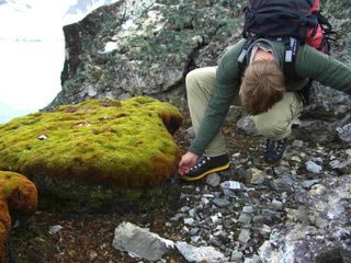 This Antarctic moss clump is growing four times faster than it was a century ago, due to warming on the Antarctic Peninsula. 