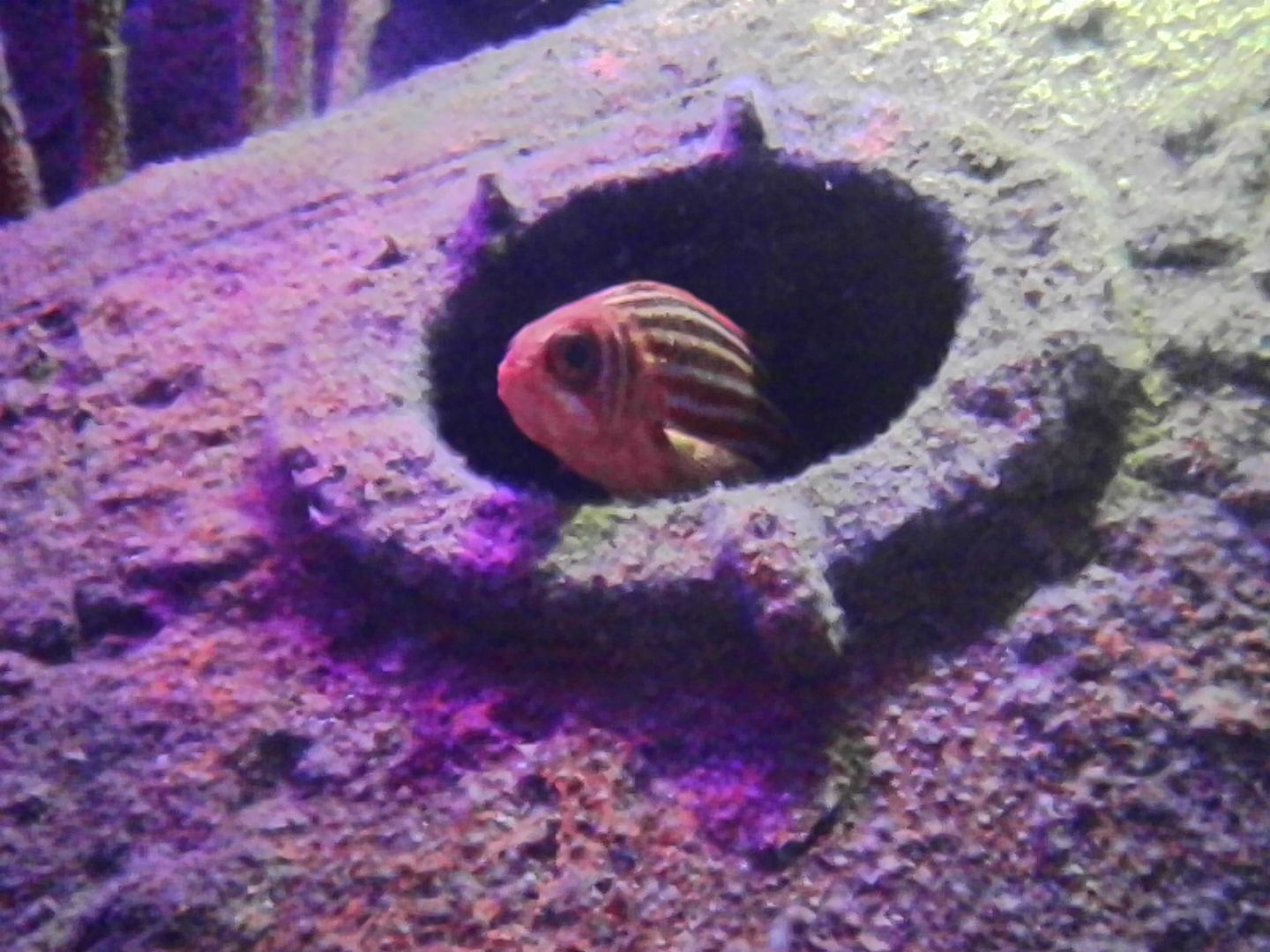 Kodak Charmera sample gallery: a fish emerging from a taank feature