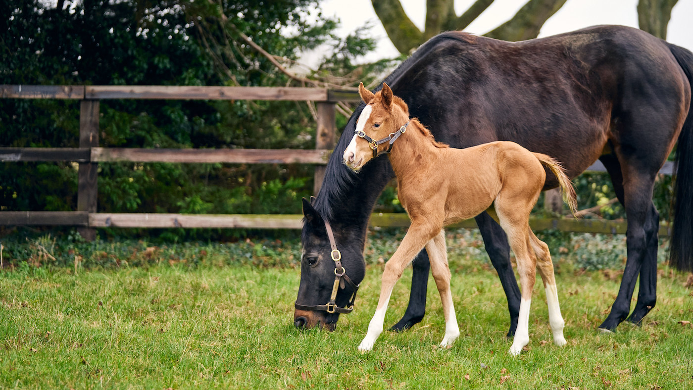 Stradivarius foal