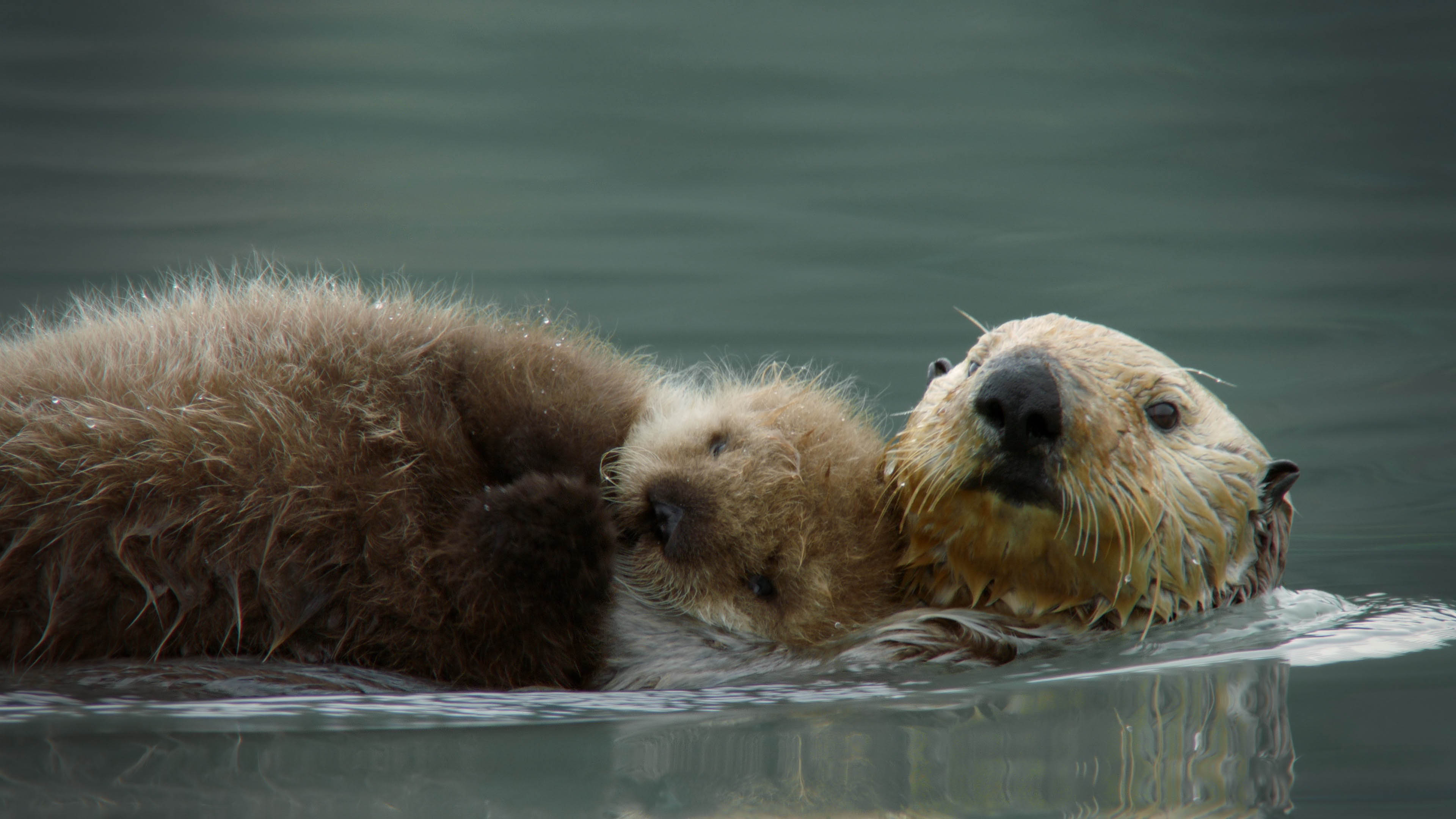 TV tonight: a sea otter mum cares for her fluffy pup.