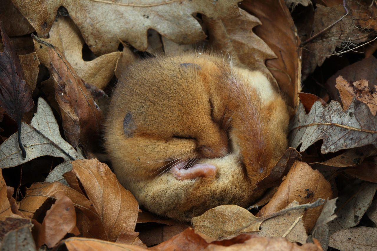 This hazel dormouse became (and we wish there was a better phrase for it) an &#039;internet sensation&#039;.