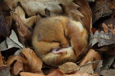 This hazel dormouse became (and we wish there was a better phrase for it) an 'internet sensation'.