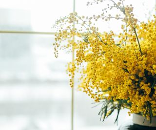 Yellow mimosa flower stems in large vase