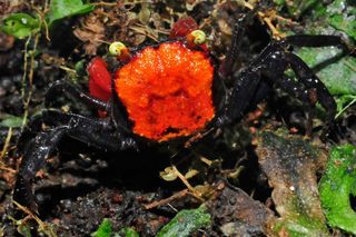 A vampire crab of the species Geosesarma hagen