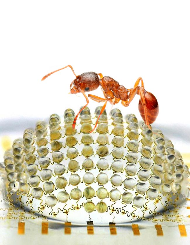 A Camera That Works Like a Bug's Eye | Insect Vision | Live Science