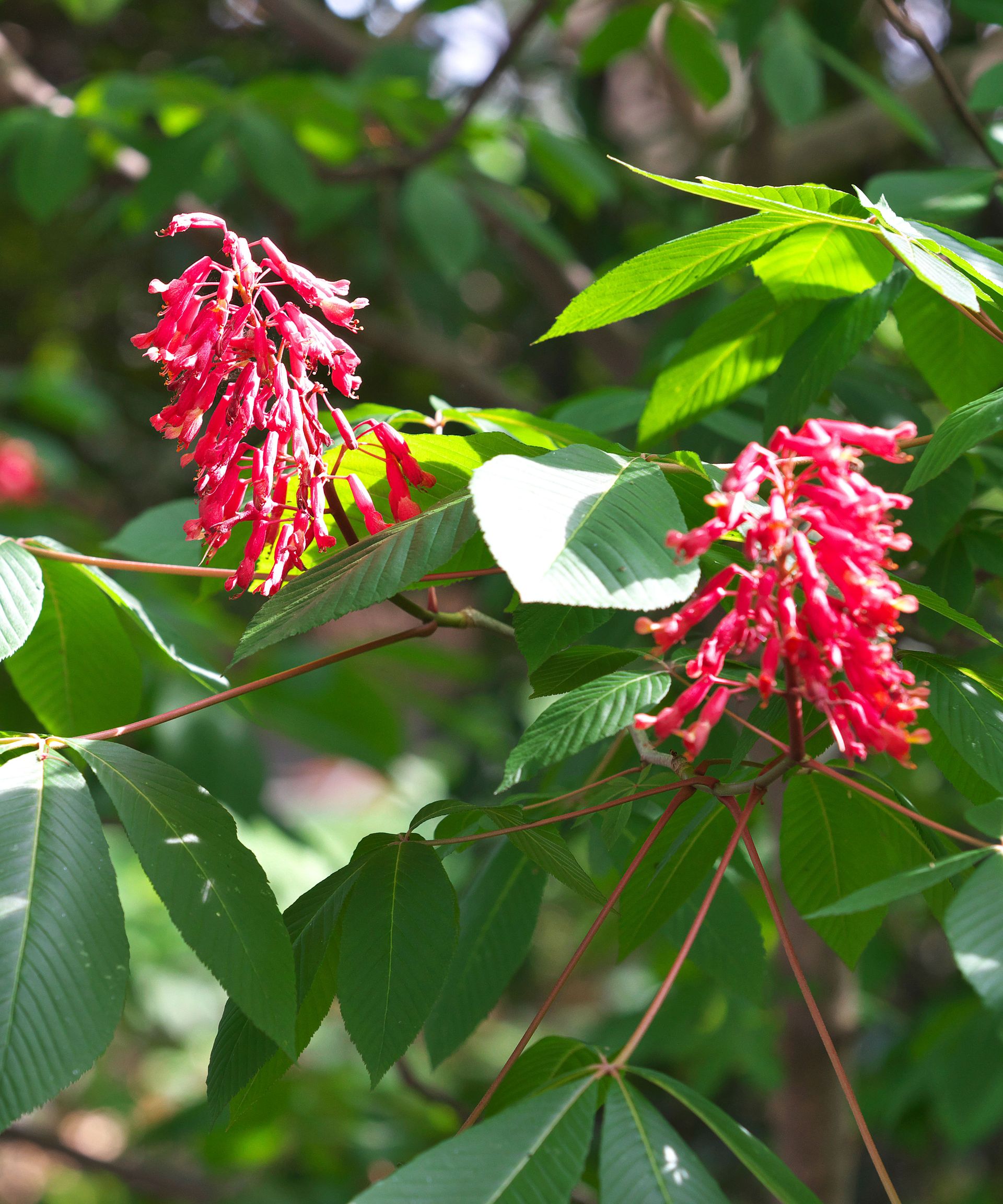 red buckeye flowers in the shrub